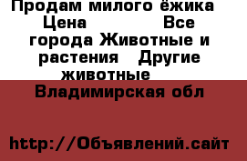 Продам милого ёжика › Цена ­ 10 000 - Все города Животные и растения » Другие животные   . Владимирская обл.